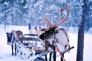 This image shows a reindeer, like Santas.