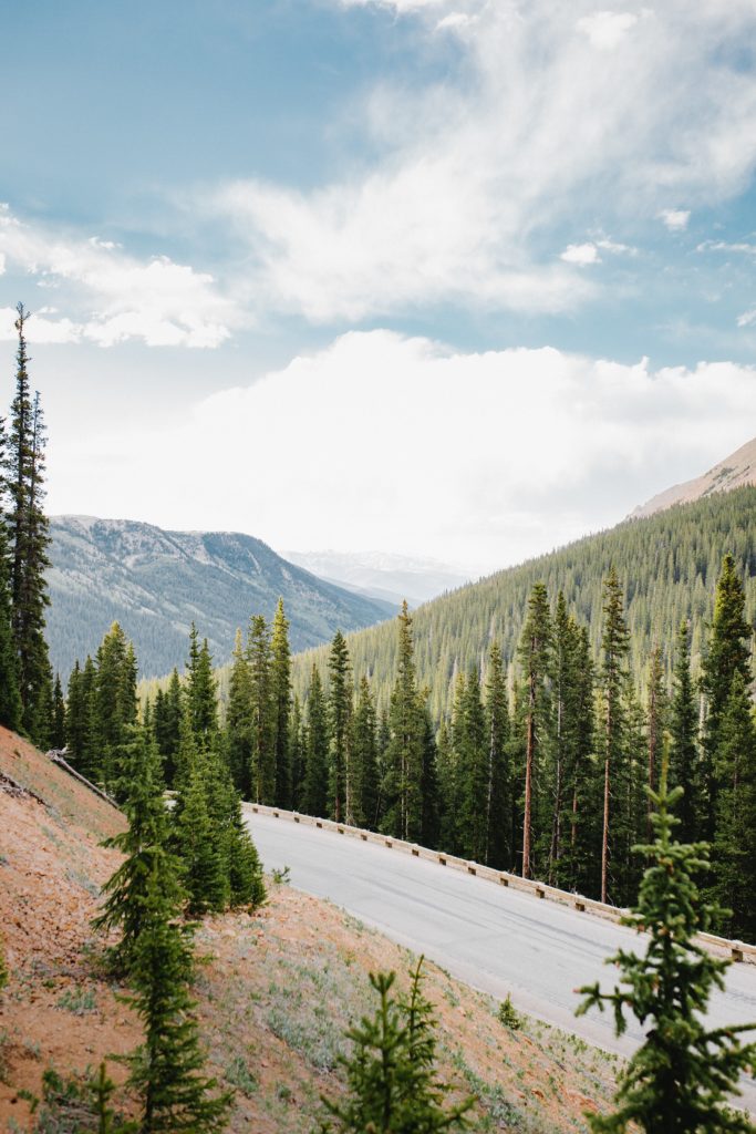Stretch of road with tall trees in the mountains of Colorado